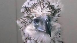 orel Foto Philippine Eagle Foundation